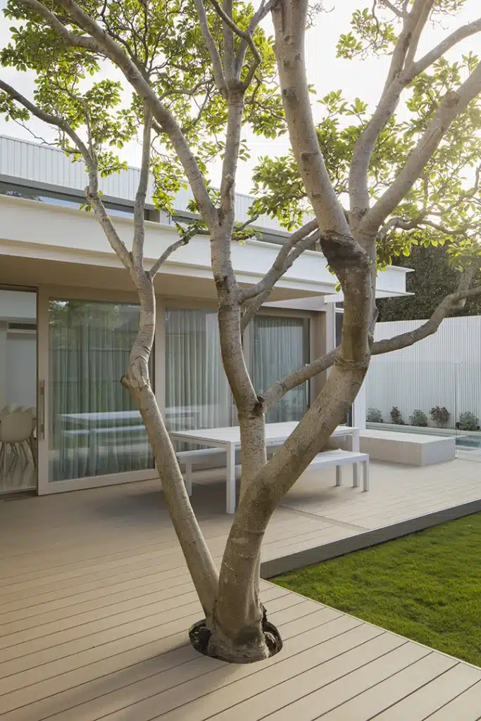 French White Oak decking beneath a mature magnolia tree at a contemporary home.